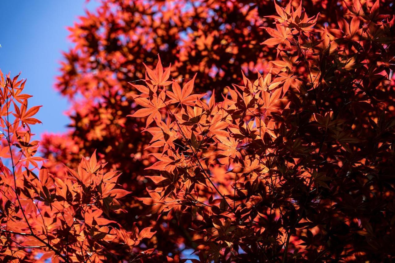 清境英格曼花園民宿 Ren'ai Esterno foto